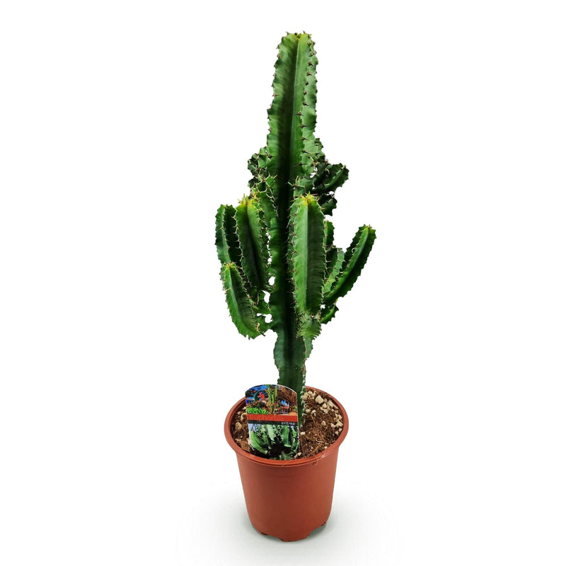 Euphorbia eritrea - Arbre à lait africain - Pot de 17cm - Hauteur 60cm