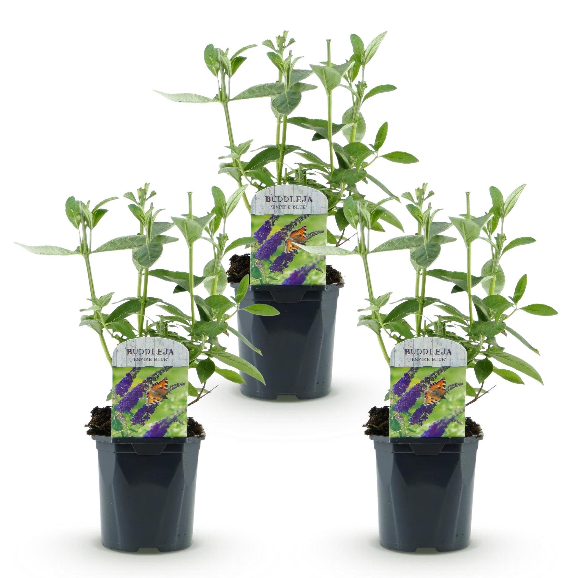 Buddleja davidii Empire Blue. Trois jeunes plants d'Arbre à papillons en pot, sur fond blanc, prêts à être plantés.