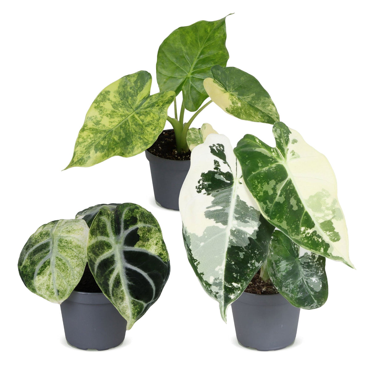 Bébés Alocasia panachés en pot de 6 cm, sans cache-pot