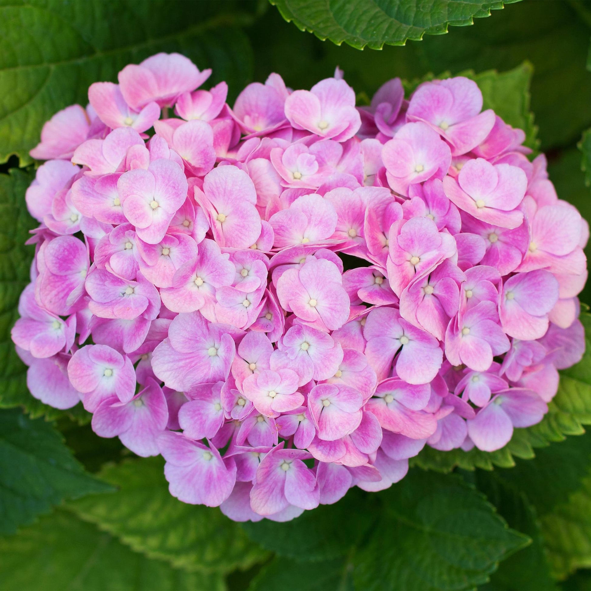 Hortensia macrophylla Rose : gros plan vibrant d'une somptueuse fleur d'hortensia aux pétales roses délicats, entourée de feuillage vert lux