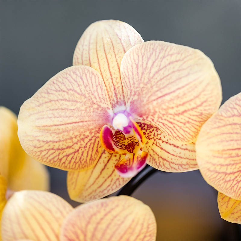 Orchidée Phalaenopsis jaune et rose en pot