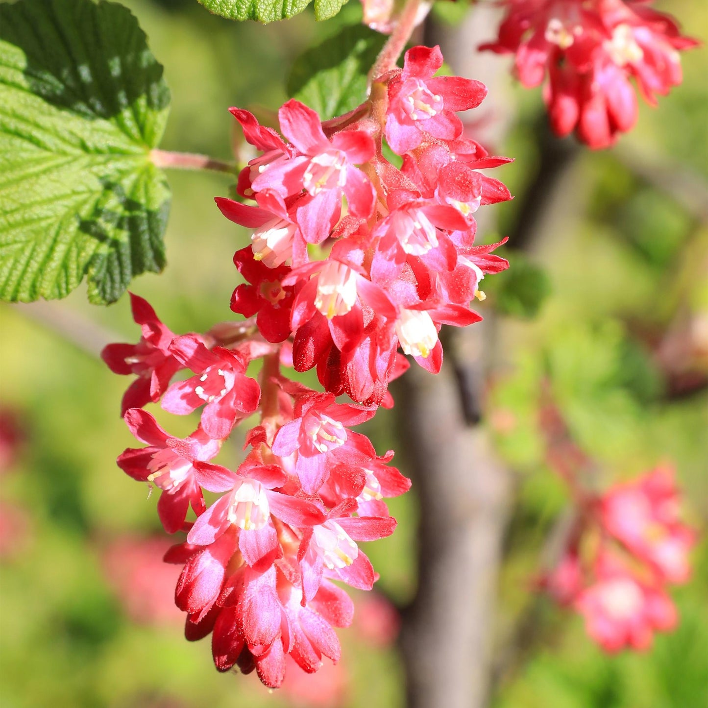 Ribes sanguineum Kind Edward : fleurs rouges en grappes denses avec des pistils blancs et jaunes, et quelques feuilles vertes en arrière-pla