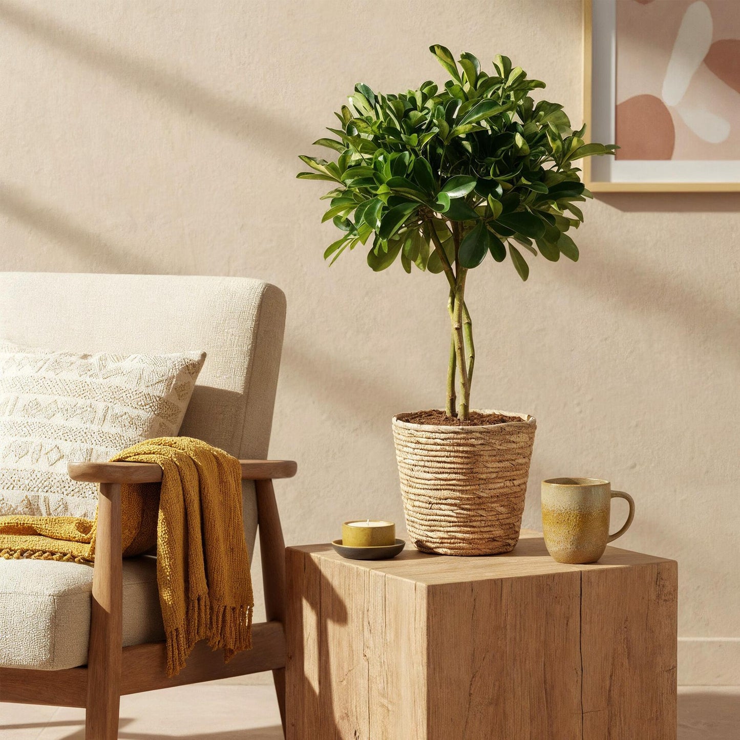 Plantes d'intérieur - Schefflera Gold Capelle - Arbre à doigts - Peu d'entretien - Vert - or - 1 Plante - Pot 21cm - Hauteur 70-81cm