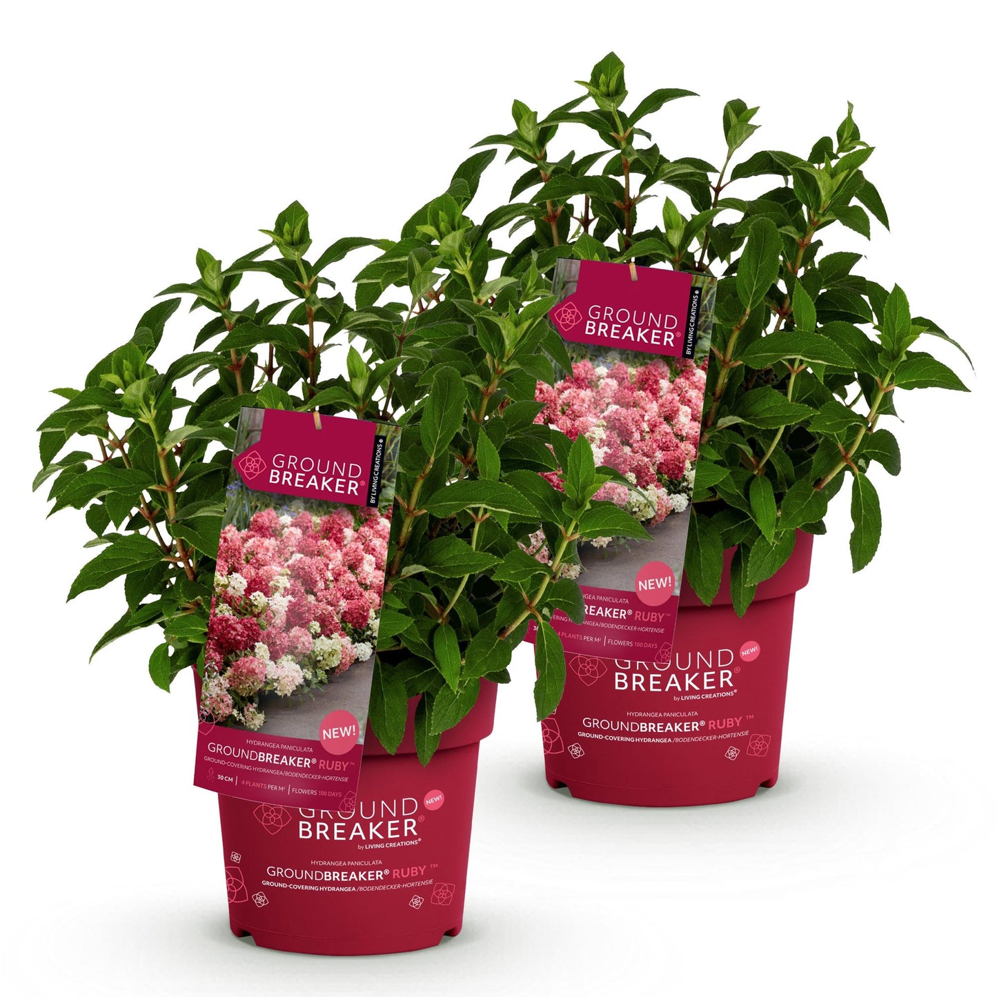 Hydrangea paniculata Groundbreaker Ruby : deux jeunes hortensias verts en pots ronds rouges, avec des étiquettes affichant des fleurs roses 