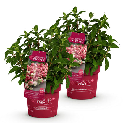 Hydrangea paniculata Groundbreaker Ruby : deux jeunes hortensias verts en pots ronds rouges, avec des étiquettes affichant des fleurs roses 