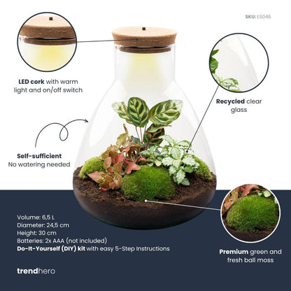 Kit terrarium lumineux Calathea et Fittonia, bocal Erlenmeyer à bouchon LED, hauteur 30 cm