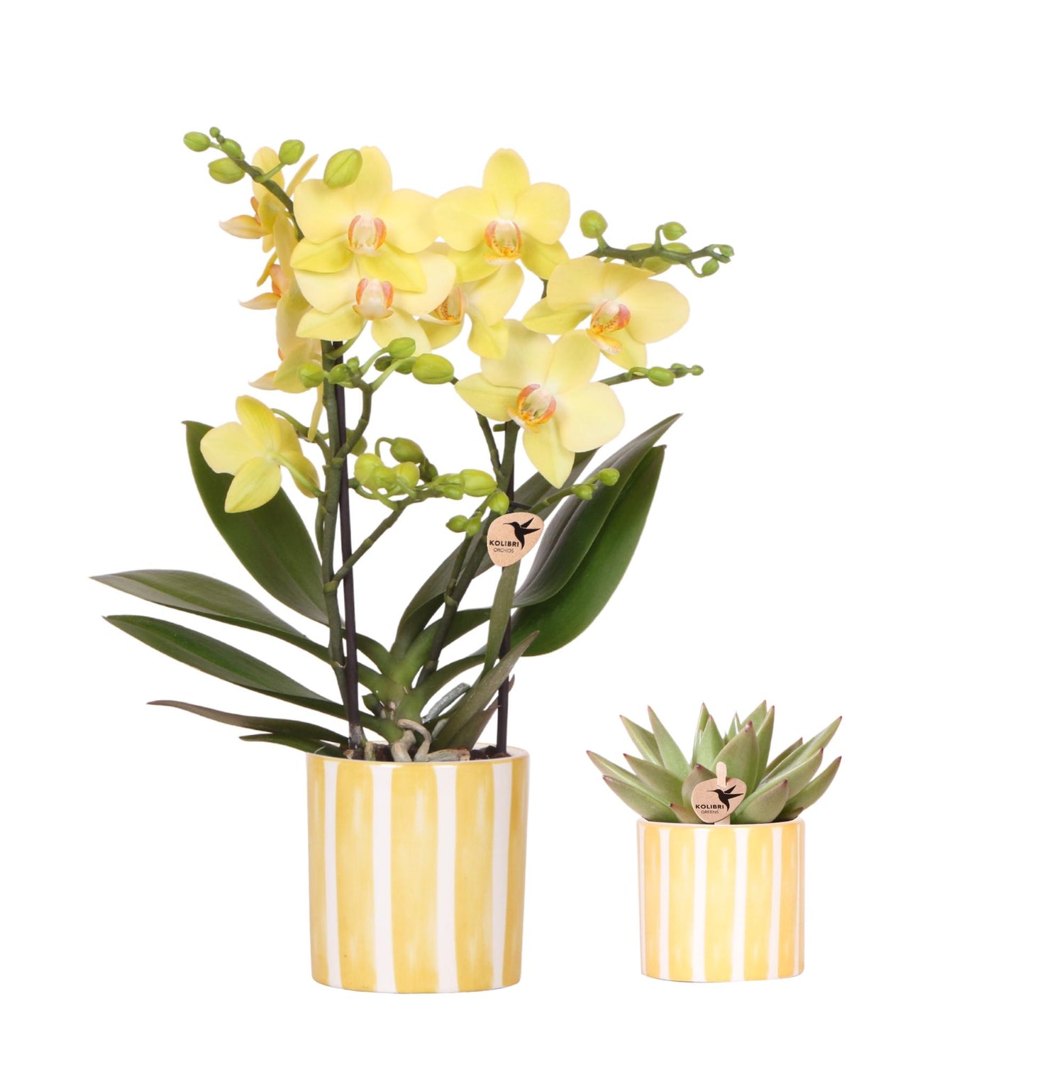 Orchidée Phalaenopsis jaune en pot