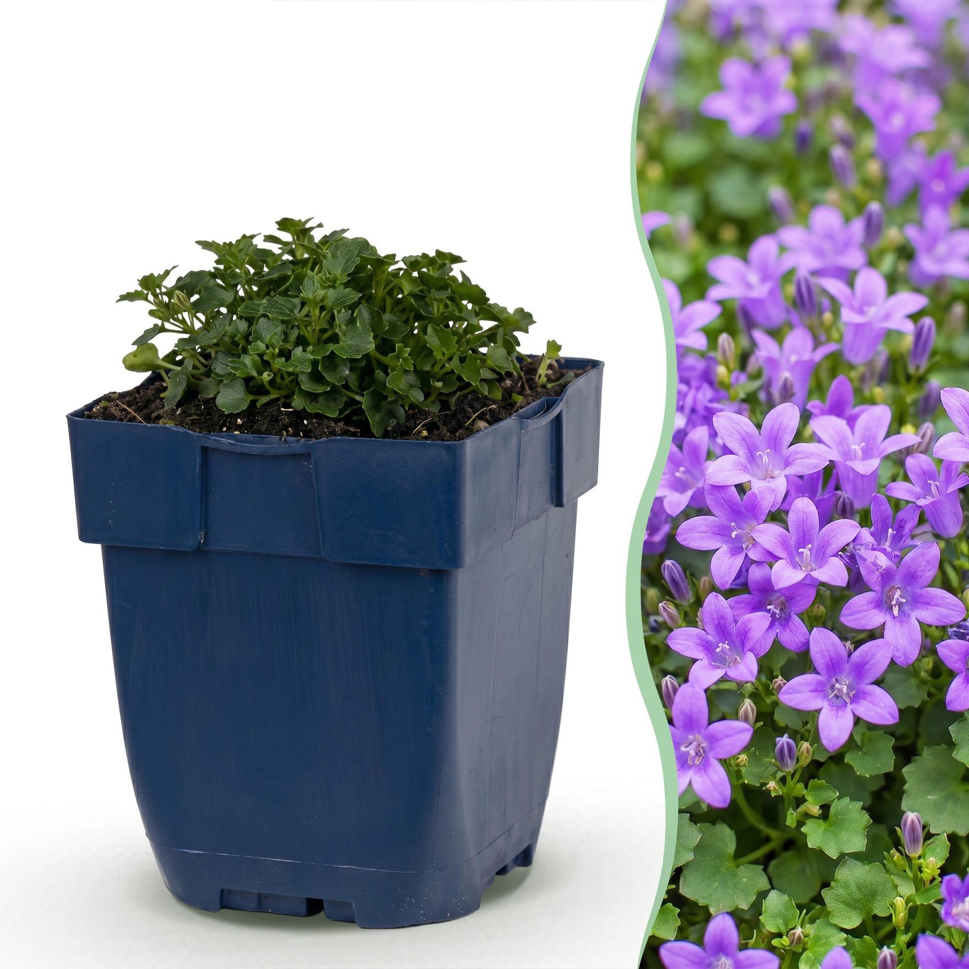 Campanula portenschlagiana : Jeune plant en pot bleu à gauche, à droite un champ de campanules violettes fleuries.