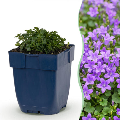 Campanula portenschlagiana : Jeune plant en pot bleu à gauche, à droite un champ de campanules violettes fleuries.