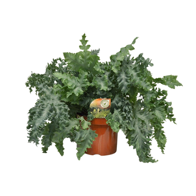 Phlebodium aureum 'Davana' - Fougère bleue - Pot de 26cm - Hauteur 60cm