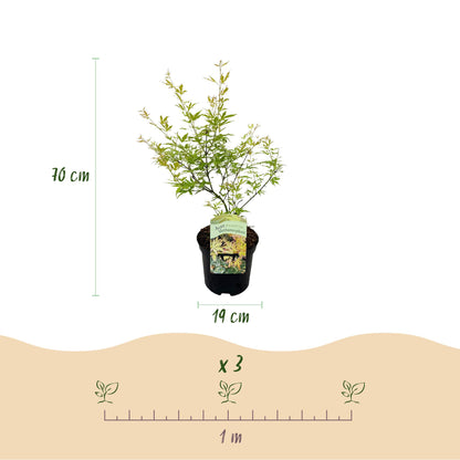 Érable du Japon Matamorphosa : un plant de 70 cm de haut en pot de 19 cm, avec un espacement de 1 mètre pour 3 plants.
