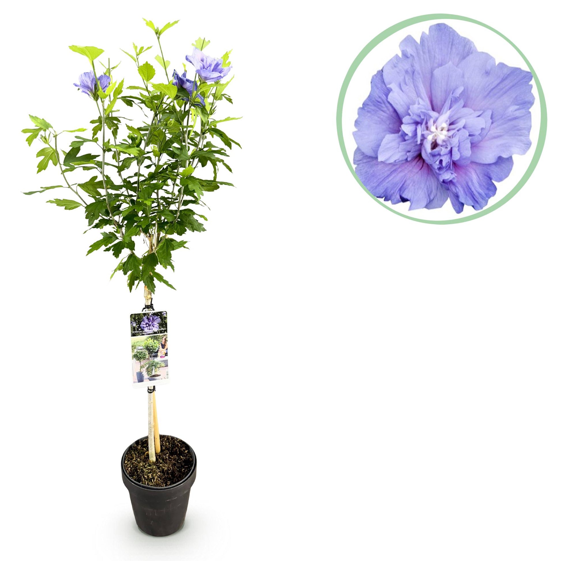 Hibiscus syriacus Blue Chiffon® : un plant sur tige en pot noir, accompagné d'un gros plan circulaire sur une de ses fleurs doubles bleu-vio