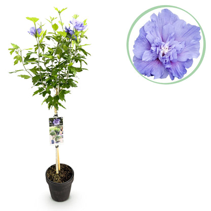 Hibiscus syriacus Blue Chiffon® : un plant sur tige en pot noir, accompagné d'un gros plan circulaire sur une de ses fleurs doubles bleu-vio