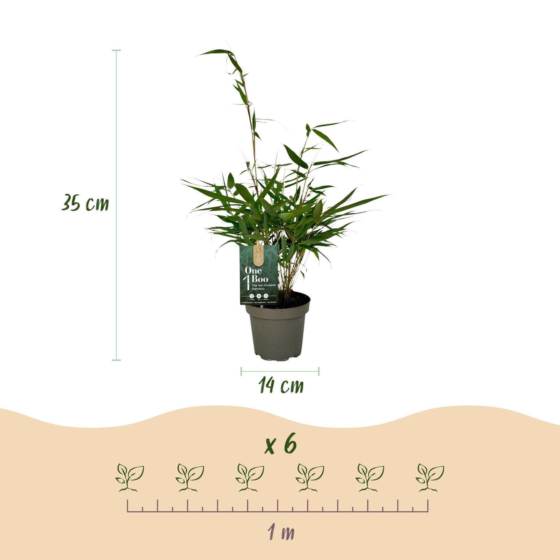 Bambou Fargesia robusta Pingwu : dimensions du plant (hauteur 35 cm, pot 14 cm) et espacement de plantation (6 plants pour 1 mètre).