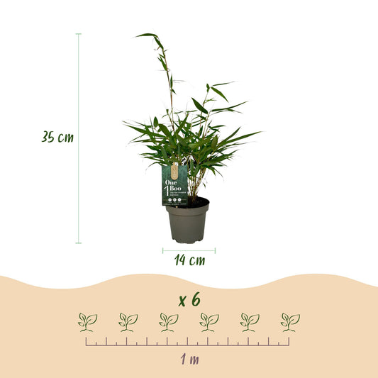 Bambou Fargesia robusta Pingwu : dimensions du plant (hauteur 35 cm, pot 14 cm) et espacement de plantation (6 plants pour 1 mètre).