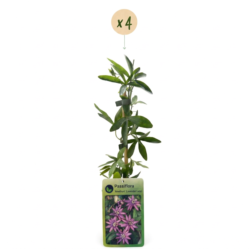 Passiflore 'Lavender Lady' (Passiflora) - grimpante fleurie exotique