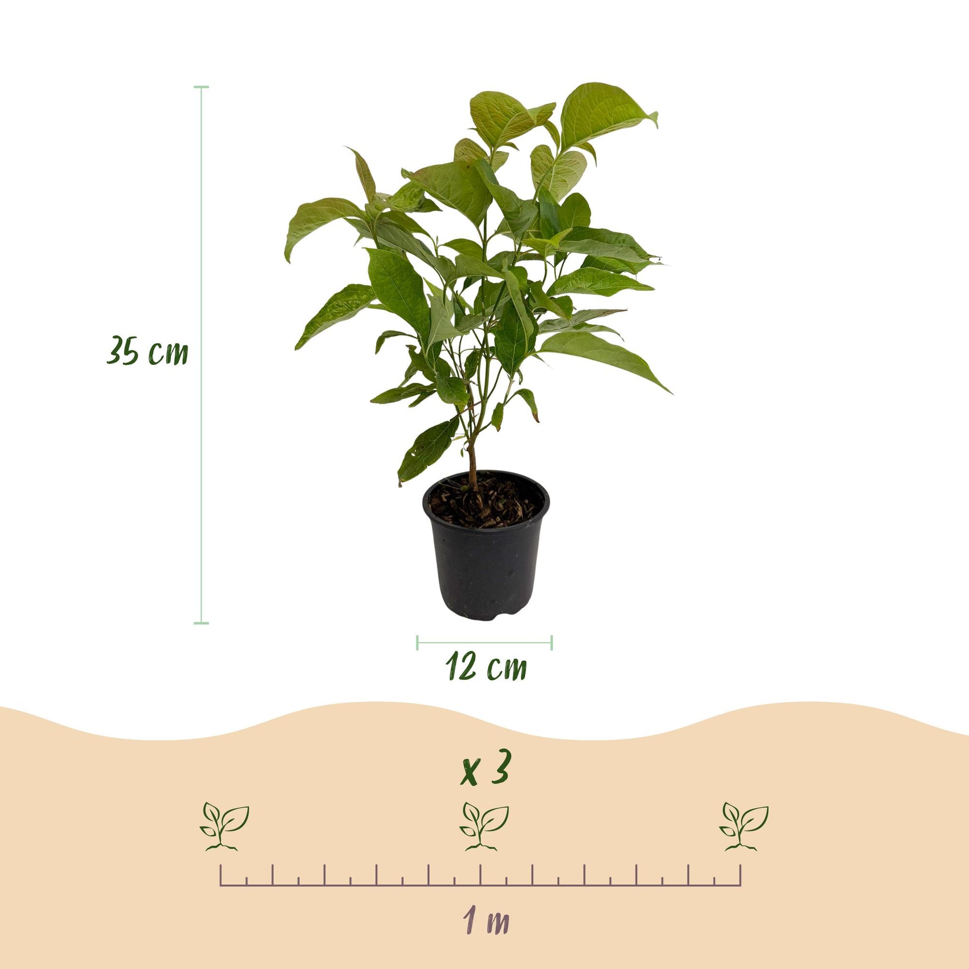 Cornus mas : infographie montrant un plant en pot, hauteur 35 cm, pot de 12 cm, et espacement de plantation de 1 mètre pour 3 plants.