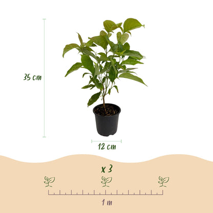 Cornus mas : infographie montrant un plant en pot, hauteur 35 cm, pot de 12 cm, et espacement de plantation de 1 mètre pour 3 plants.