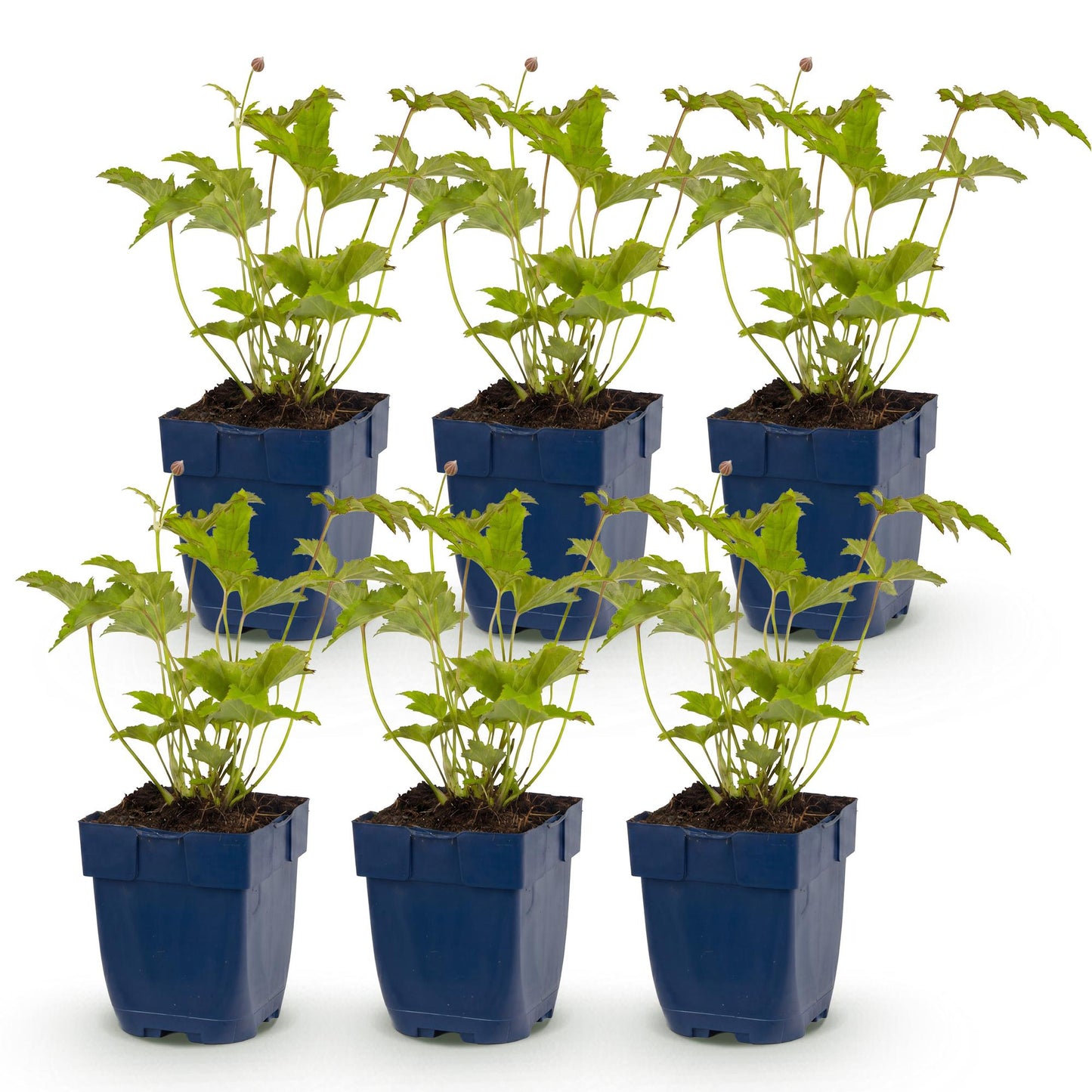 Anémone hybr. Hon. Jobert : lot de 6 jeunes plants en pot bleu sur fond blanc, feuillage vert vif prêt à être planté au jardin.