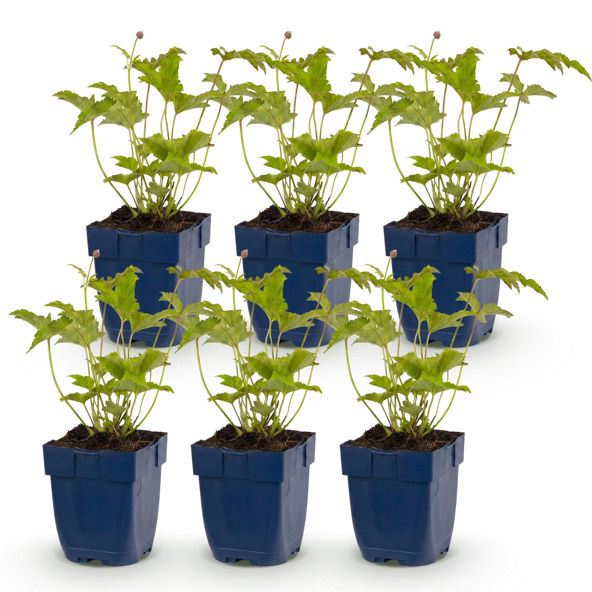 Anémone hybr. Hon. Jobert : lot de 6 jeunes plants en pot bleu sur fond blanc, feuillage vert vif prêt à être planté au jardin.