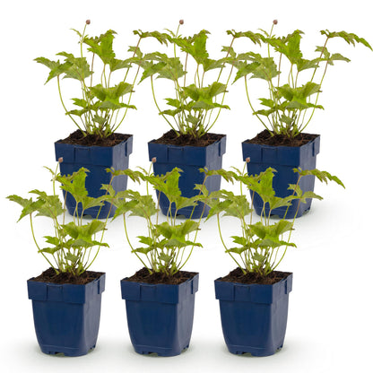 Anémone hybr. Hon. Jobert : lot de 6 jeunes plants en pot bleu sur fond blanc, feuillage vert vif prêt à être planté au jardin.