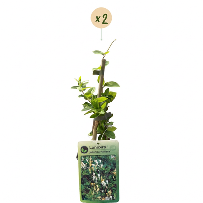 Chèvrefeuille du Japon 'Halliana' (Lonicera japonica) - grimpante persistante parfumée