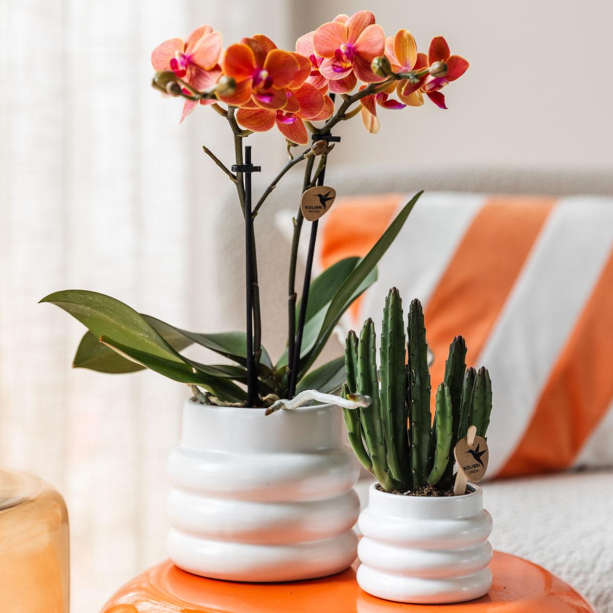 Orchidée Phalaenopsis orange en pot