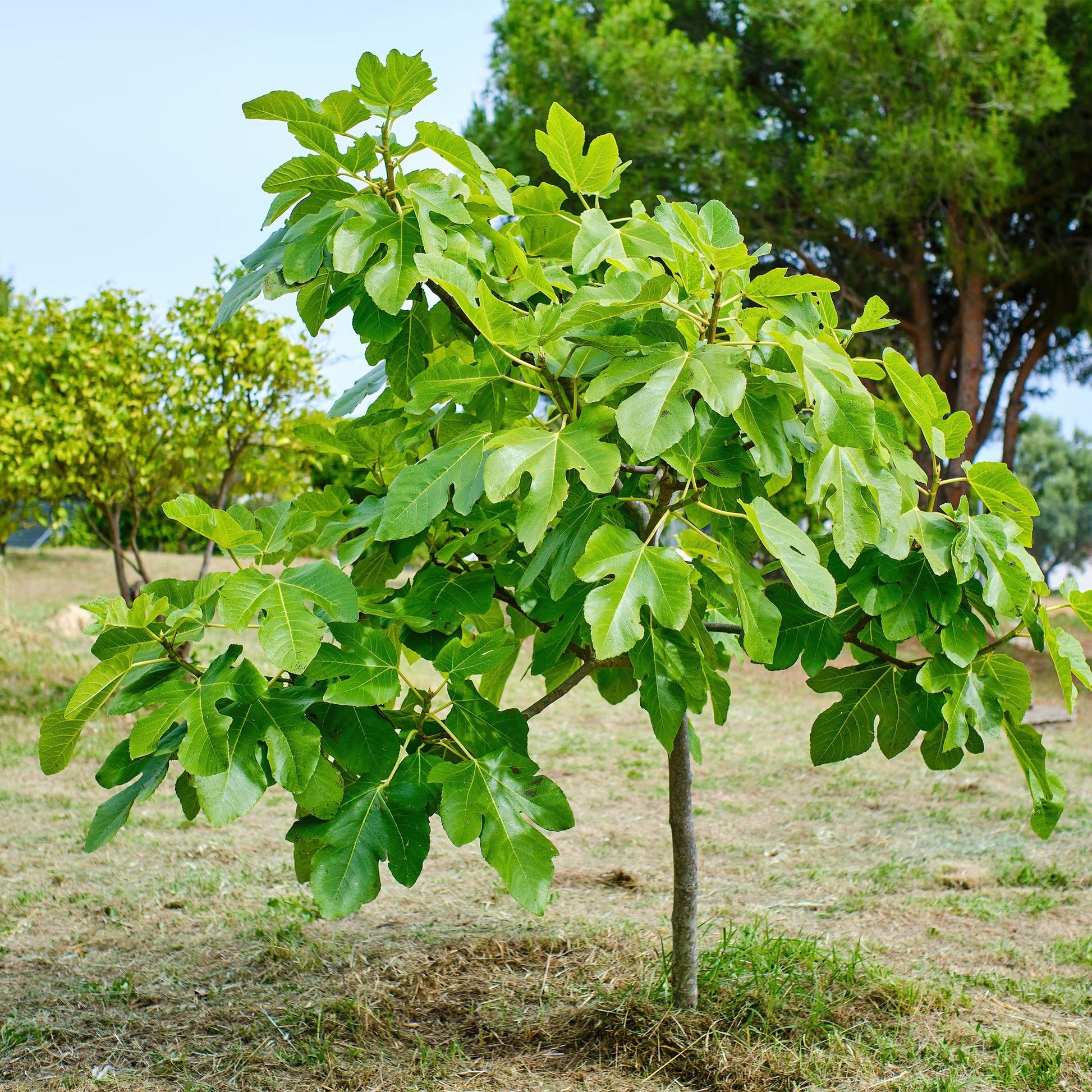 Ficus carica Brown Turkey, jeune plant d'environ 90 cm sur tige, avec un feuillage caduc vert vif dans un jardin ensoleillé.