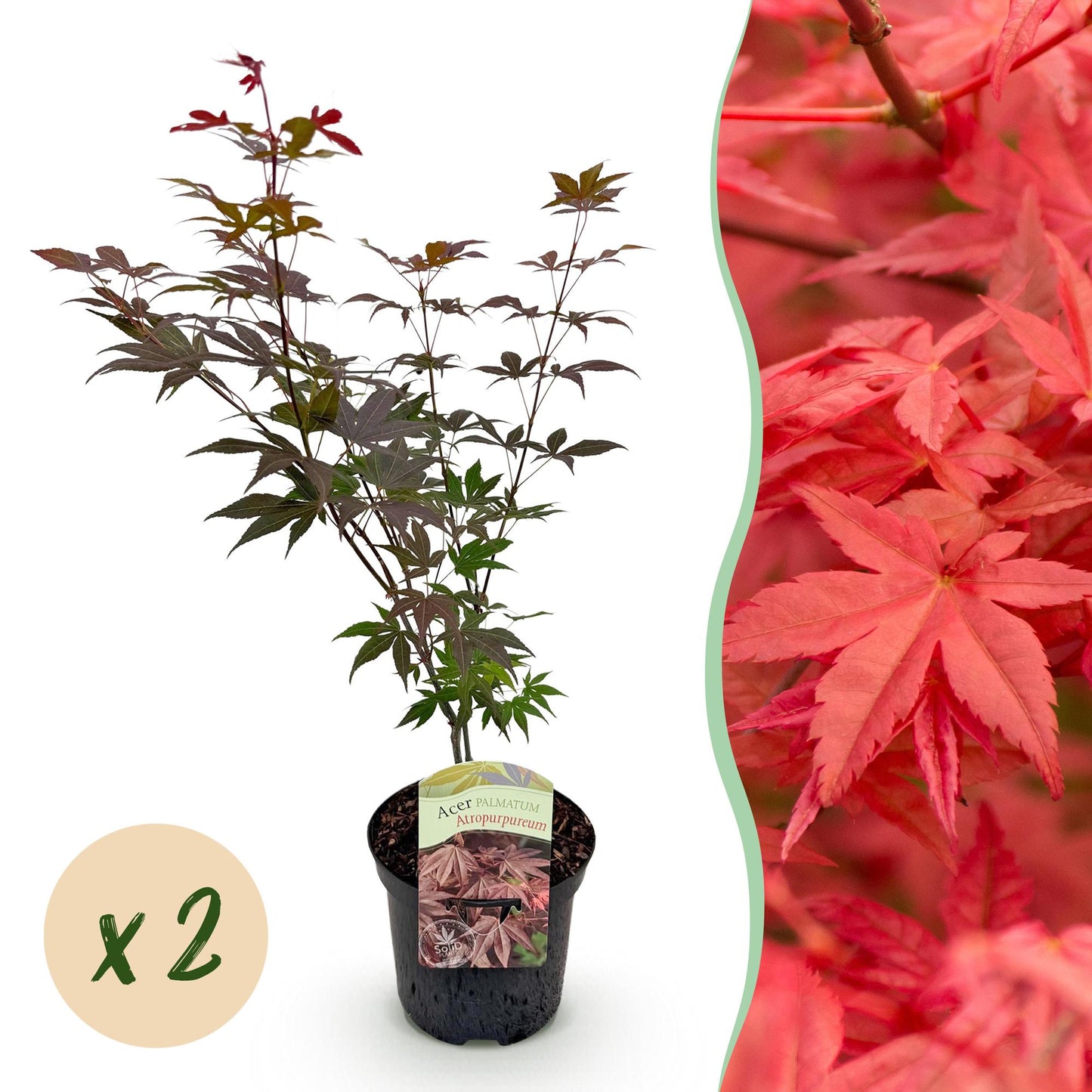 Érable du Japon 'Atropurpureum' en pot avec feuillage violet, et un insert montrant ses feuilles rouge vif d'automne. Bulle 'x2'.