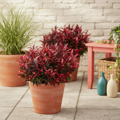 Leucothoe Zeblid en pot sur une terrasse, arbuste bas aux feuilles rouges intenses, pour un jardin d'extérieur ou un balcon.