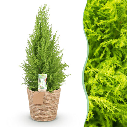 Un élégant Cupressus Gold Crest Wilma, conifère d'intérieur au feuillage vert lime et dense, planté dans un cache-pot en osier tressé