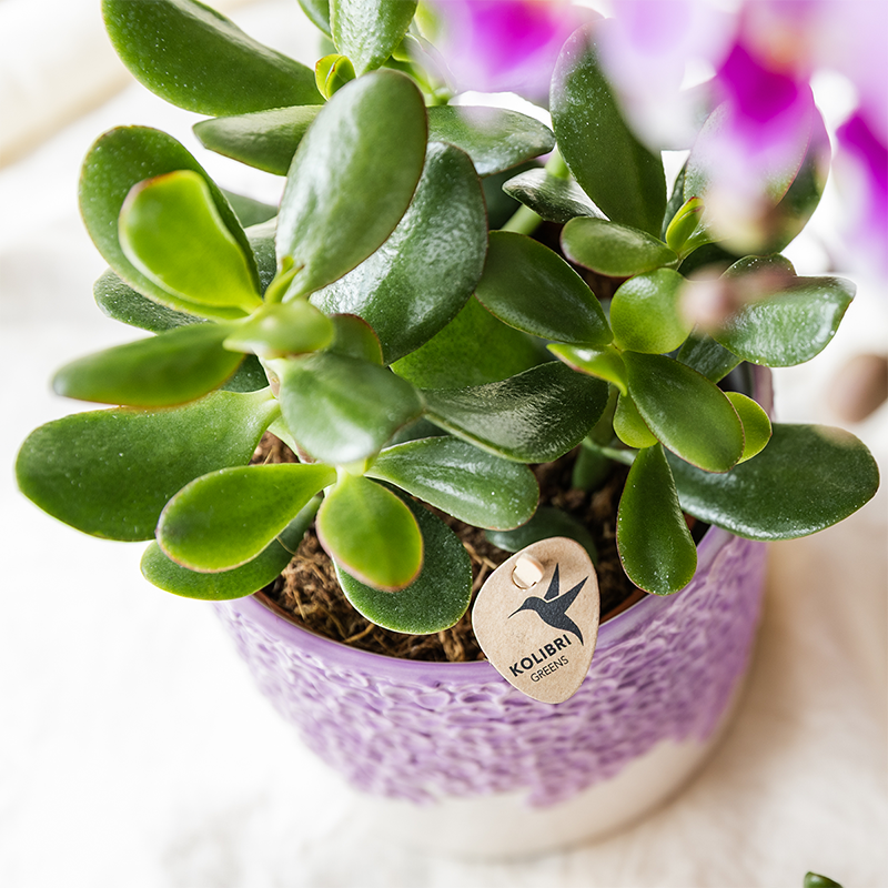 Orchidée Phalaenopsis violette en pot