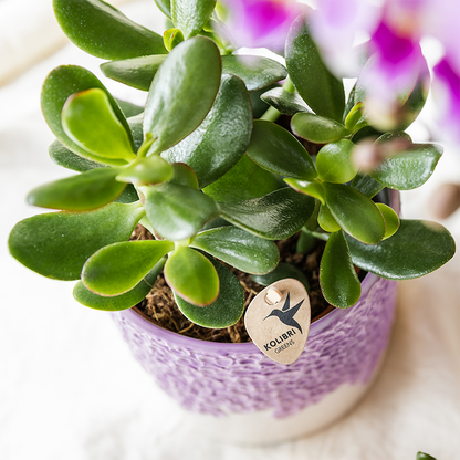 Orchidée Phalaenopsis violette en pot