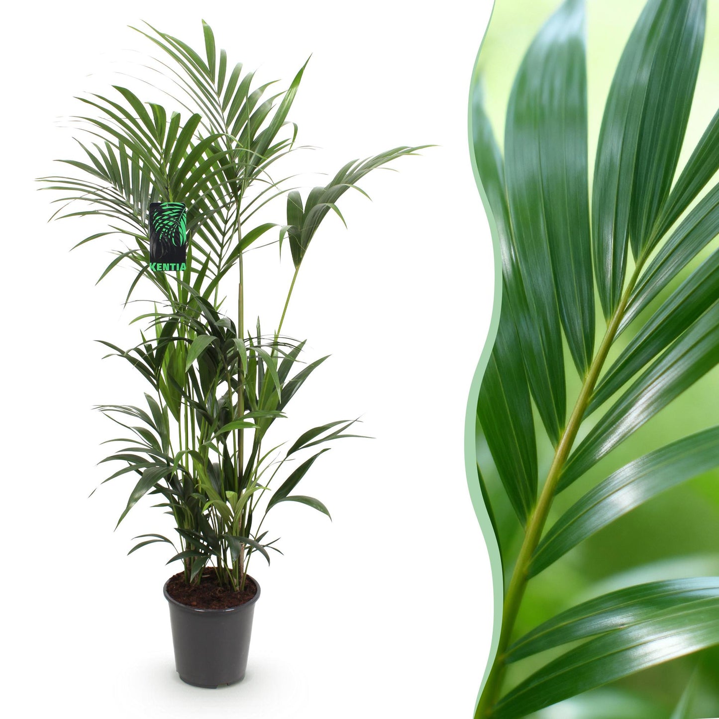 Howea Forsteriana Kentia Palm plante d'intérieur en pot de 27cm, hauteur 160-170cm, palmes arquées vertes