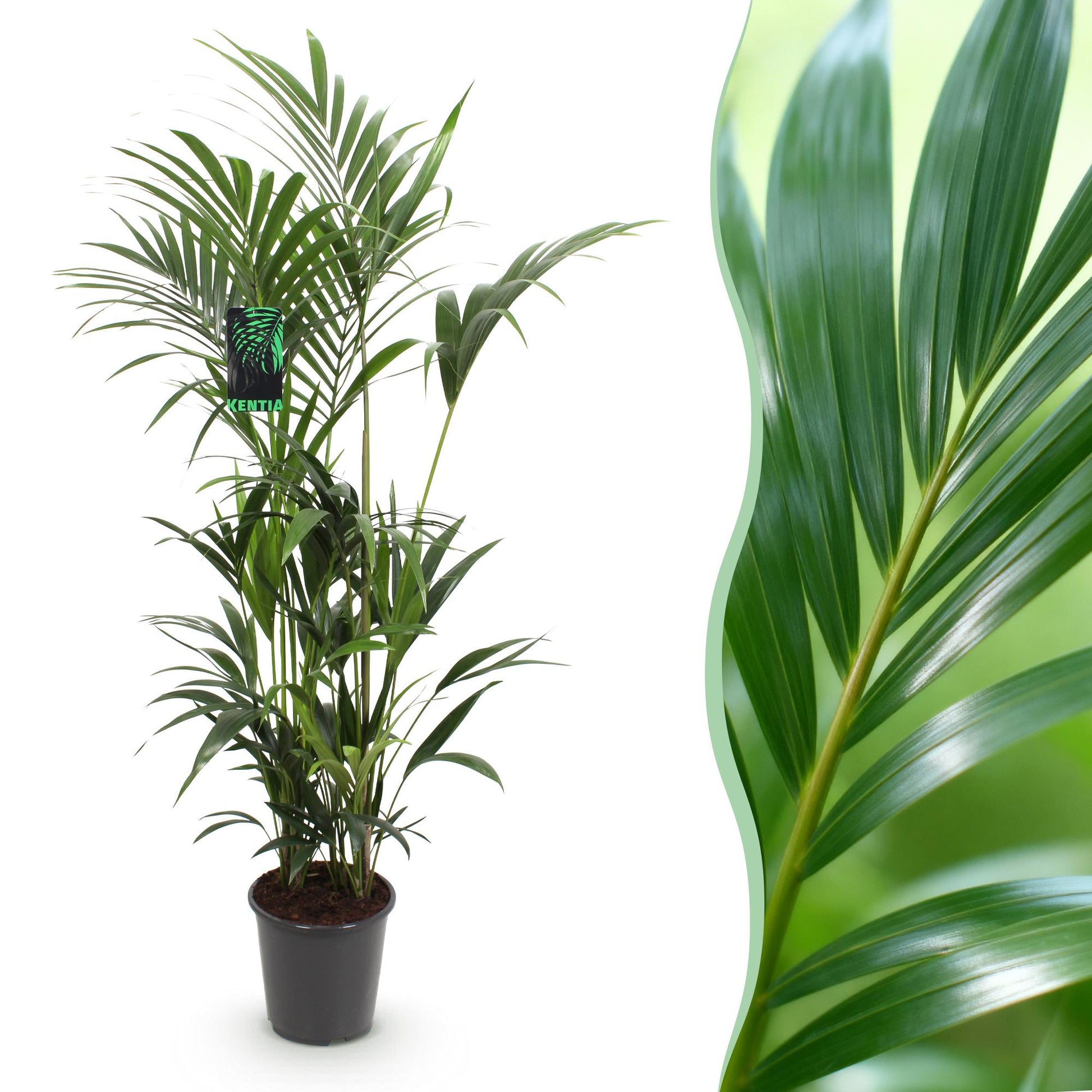 Howea Forsteriana Kentia Palm plante d'intérieur en pot de 27cm, hauteur 160-170cm, palmes arquées vertes