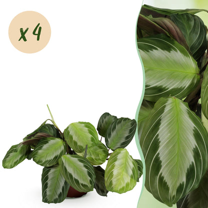 Quatre Maranta Fascinator Silverband, ou Plantes de prière, aux feuilles rayées argentées, chacune dans un simple pot de culture