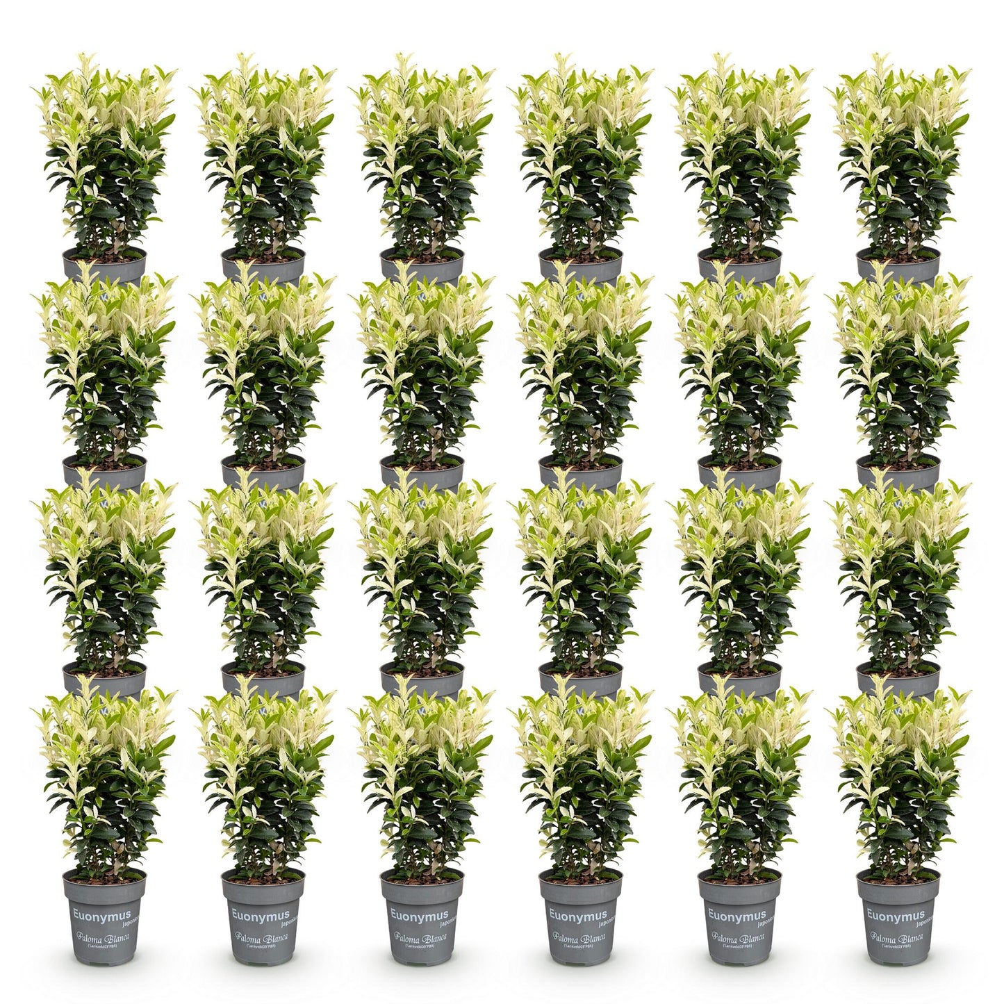 Euonymus japonica Paloma Blanca. Lot de plusieurs fusains persistants en pots gris, avec un feuillage vert panaché de crème.