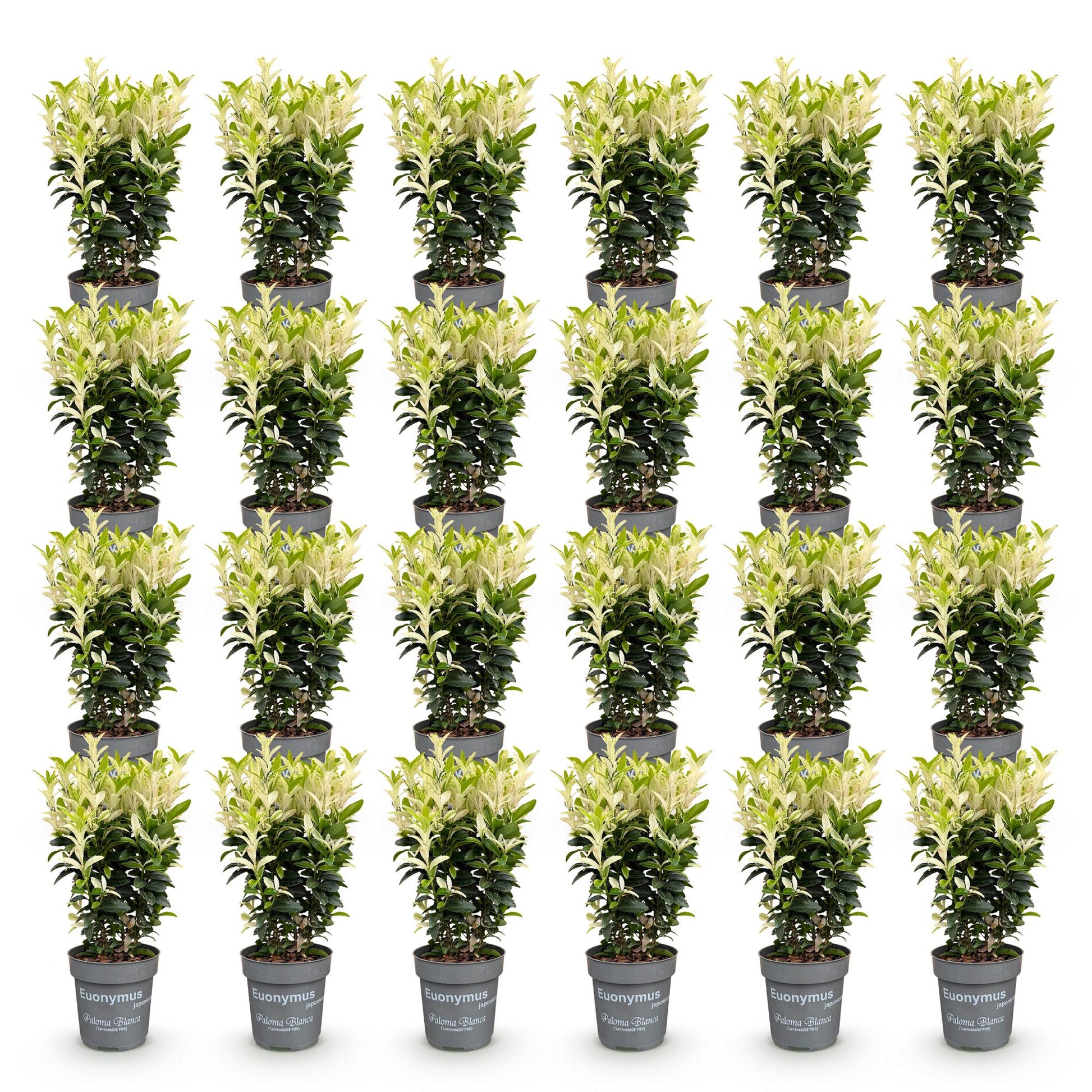 Euonymus japonica Paloma Blanca. Lot de plusieurs fusains persistants en pots gris, avec un feuillage vert panaché de crème.