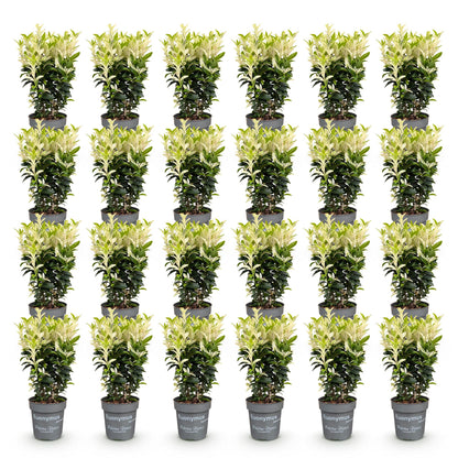 Euonymus japonica Paloma Blanca. Lot de plusieurs fusains persistants en pots gris, avec un feuillage vert panaché de crème.
