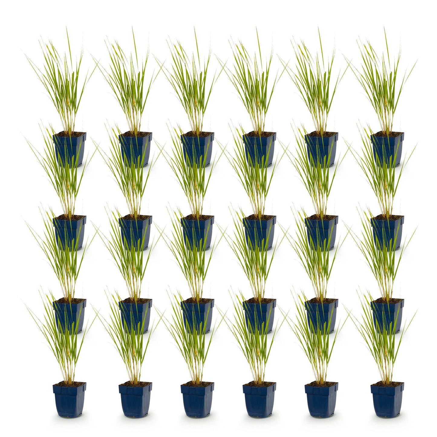 Calamagrostis Karl Foerster : vingt plants de roseaux de 15-25cm en pot de 11cm, alignés sur un fond blanc pur.