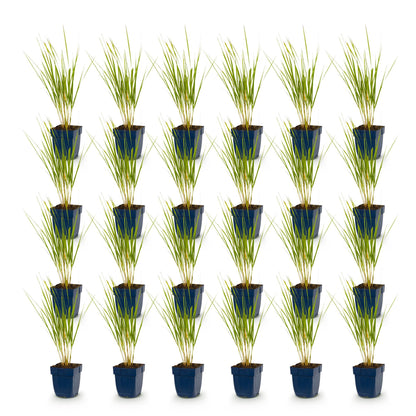 Calamagrostis Karl Foerster : vingt plants de roseaux de 15-25cm en pot de 11cm, alignés sur un fond blanc pur.