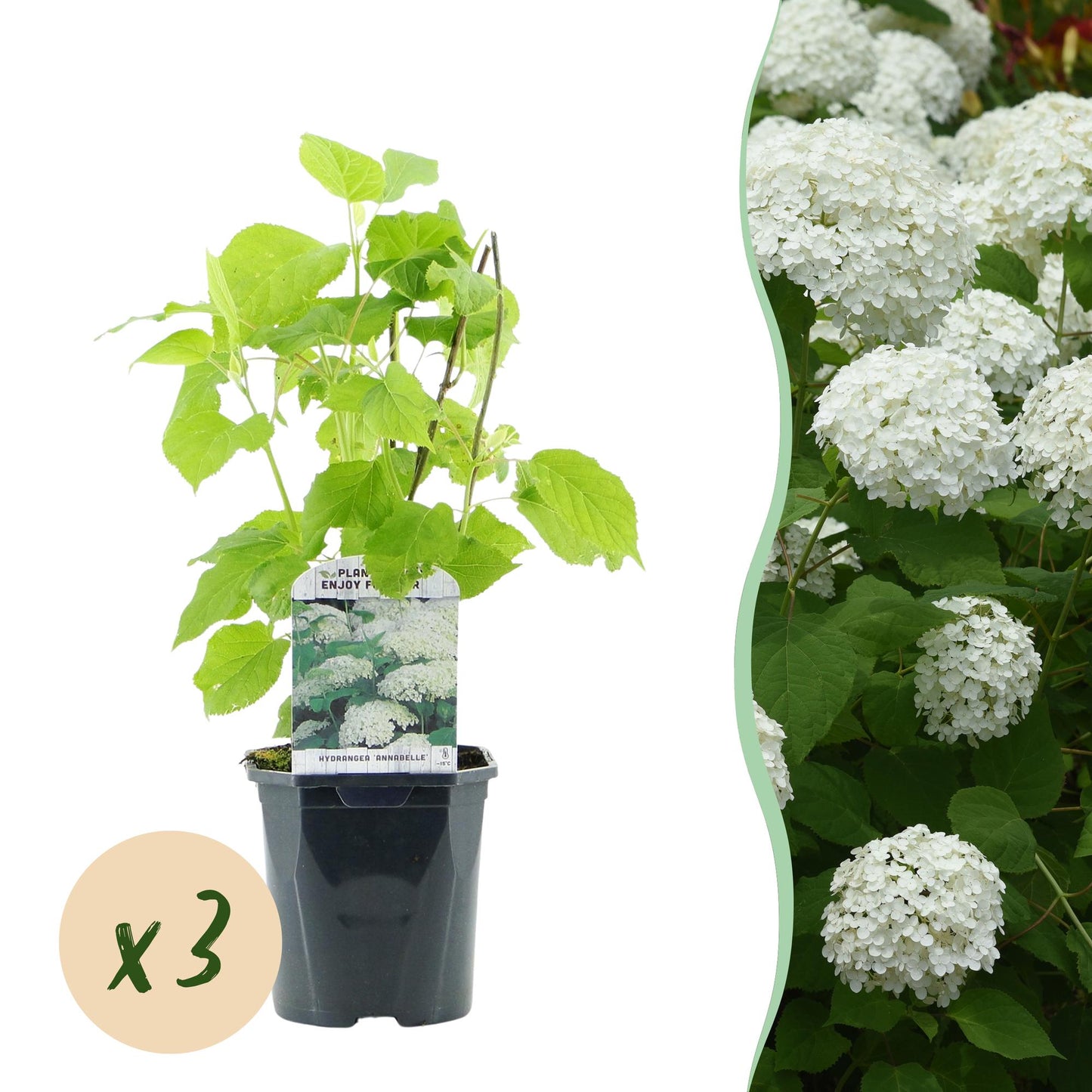 Hortensia Annabelle : Jeune plant en pot avec bulle 'x3', à côté d'une photo d'hortensias adultes avec de grandes fleurs blanches.