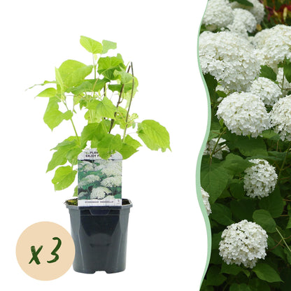 Hortensia Annabelle : Jeune plant en pot avec bulle 'x3', à côté d'une photo d'hortensias adultes avec de grandes fleurs blanches.