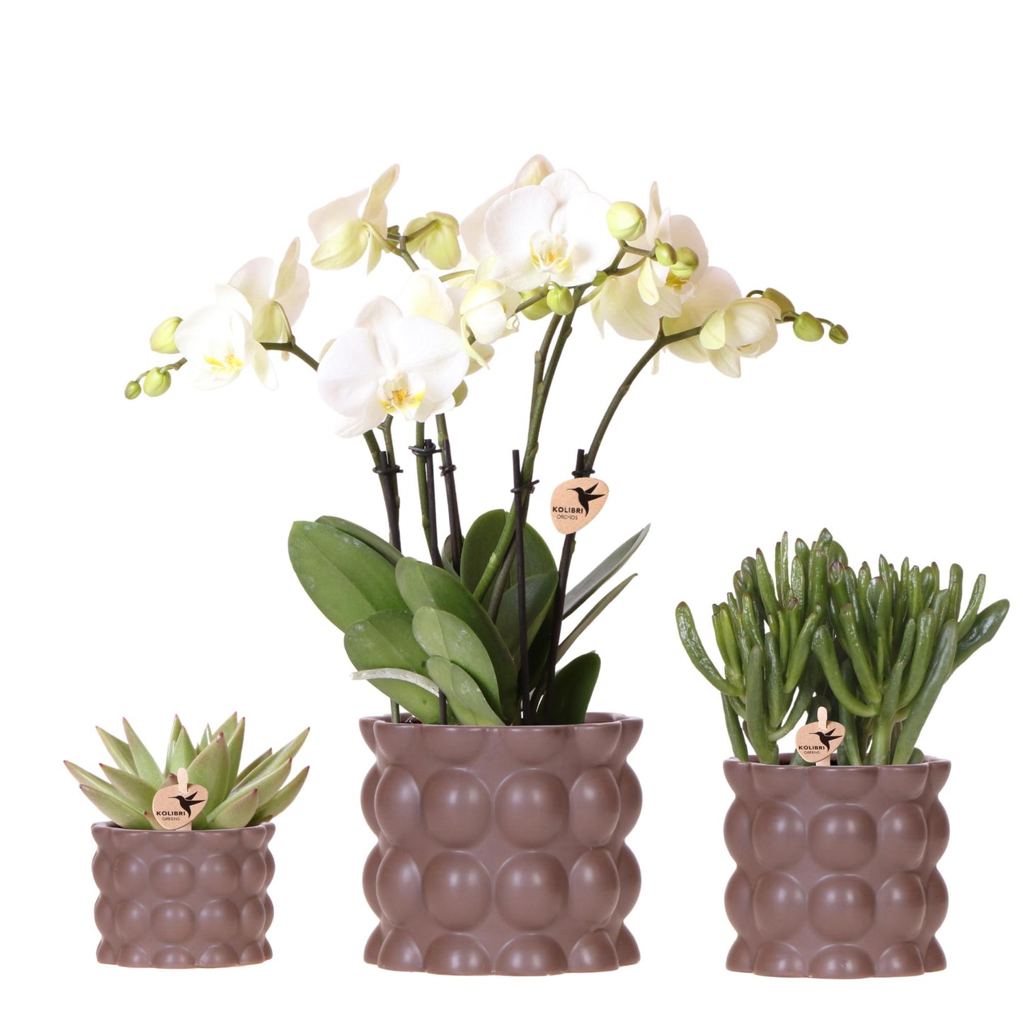 Orchidée Phalaenopsis blanche en pot