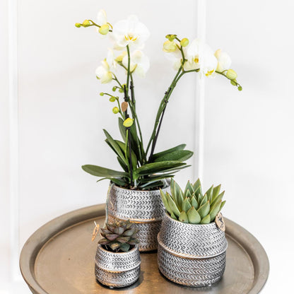 Orchidée Phalaenopsis blanche en pot