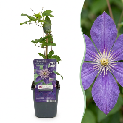 Clématite 'Multi Blue' (Clematis) - grimpante à grandes fleurs bleues