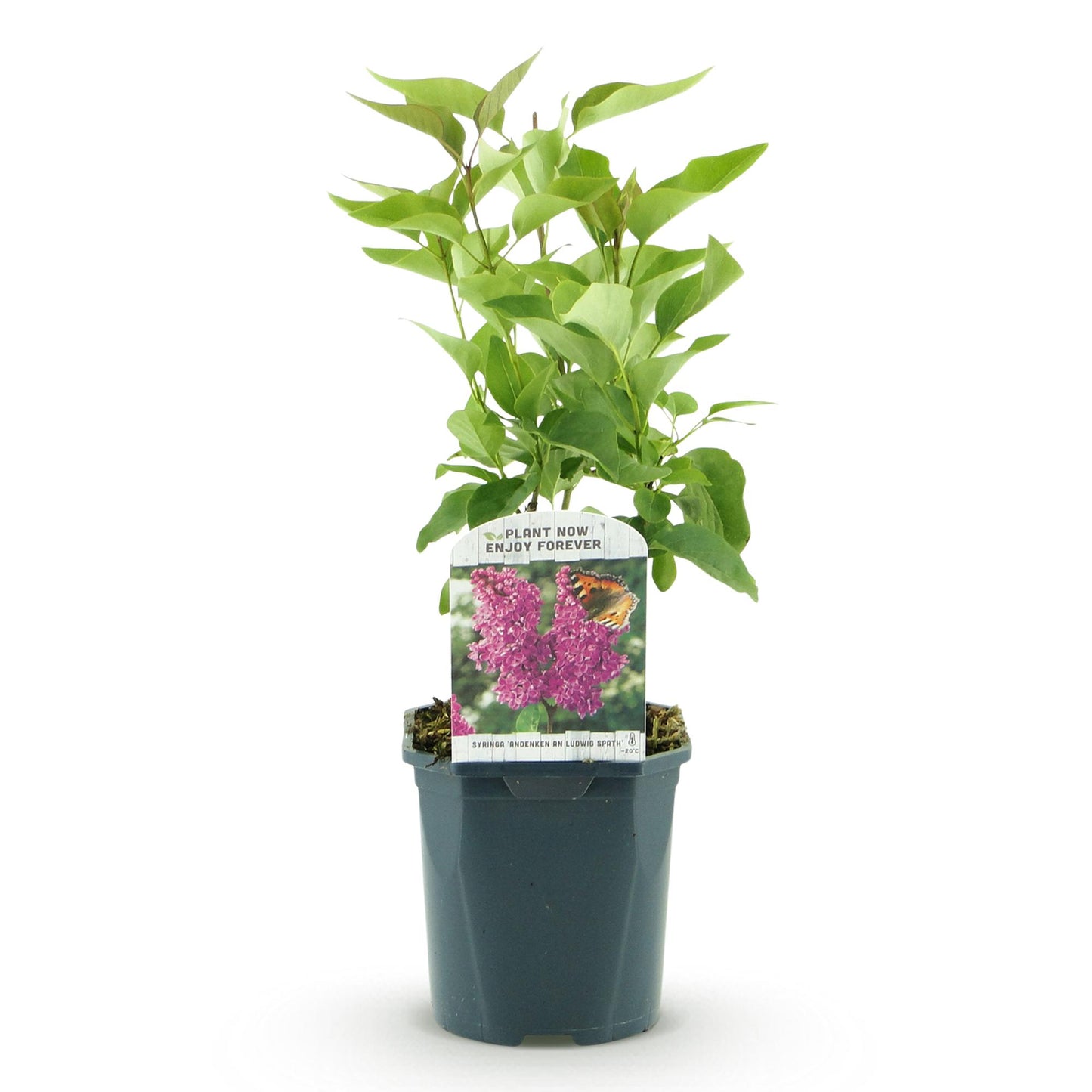 Lilas commun Ludwig Spath : jeune plant avec un feuillage vert, en pot, sur fond blanc. L'étiquette montre les fleurs violettes.