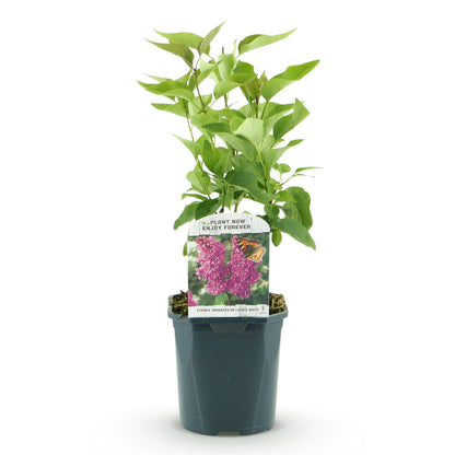 Lilas commun Ludwig Spath : jeune plant avec un feuillage vert, en pot, sur fond blanc. L'étiquette montre les fleurs violettes.