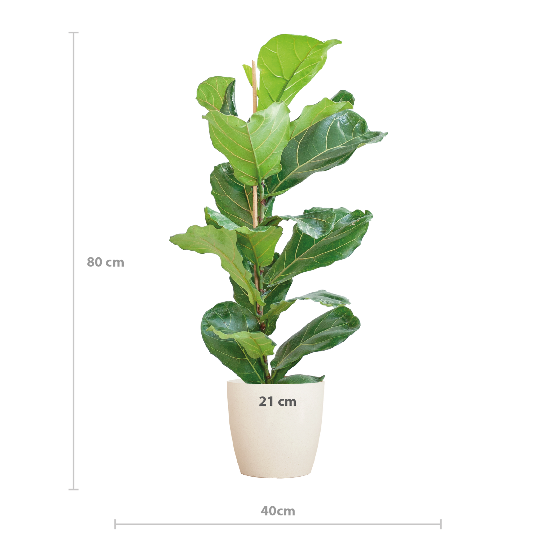 Ficus Lyrata avec pot Potter blanc - 80cm - Ø21