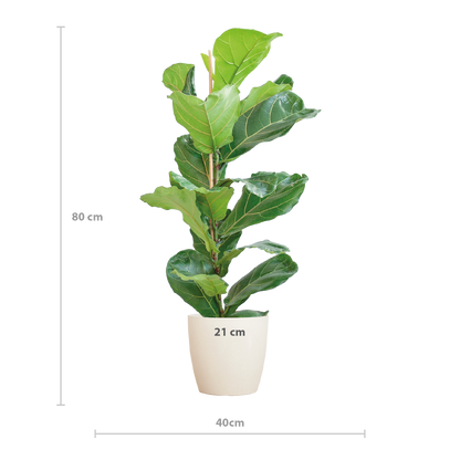 Ficus Lyrata avec pot Potter blanc - 80cm - Ø21